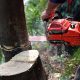 Jasa Tebang Pohon Jakarta