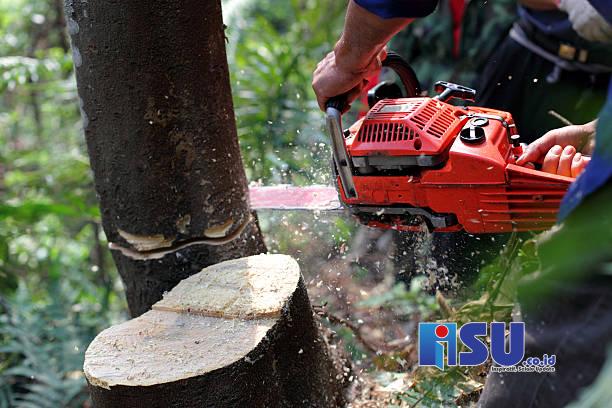 Jasa Tebang Pohon Jakarta