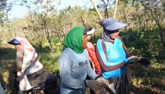 Ribuan Pohon Kopi PTPN I Dirusak OTK, Provokasi Adu Domba Kembali Guncang Kawasan Ijen Bondowoso