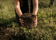 Menanam Pohon, Menanam Harapan untuk Bumi