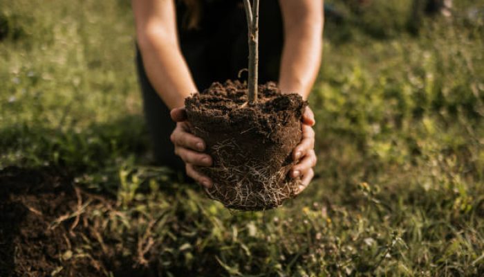 Menanam Pohon, Menanam Harapan untuk Bumi