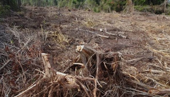 Banjir Bandang Akhir 2025 Jadi Alarm Kerusakan Lingkungan di Sejumlah Wilayah Jawa Timur