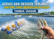 Aerasi dan Oksigen Terlarut: Jantung yang Menentukan Hidup Tambak Vaname